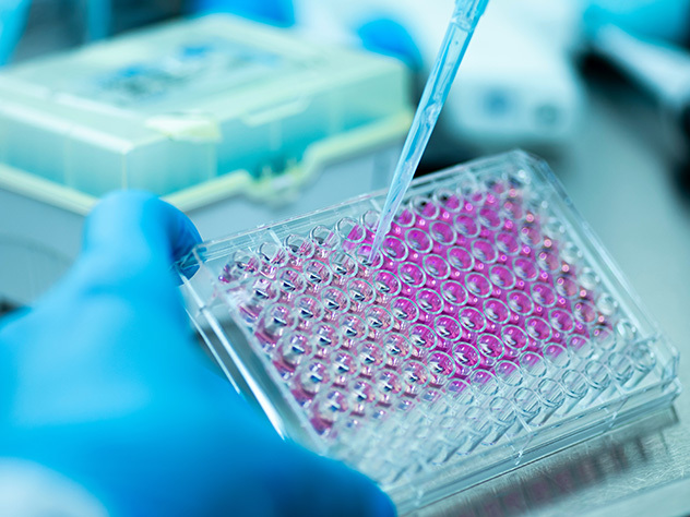 Cell culture at the medicine medical and cell culture laboratory.