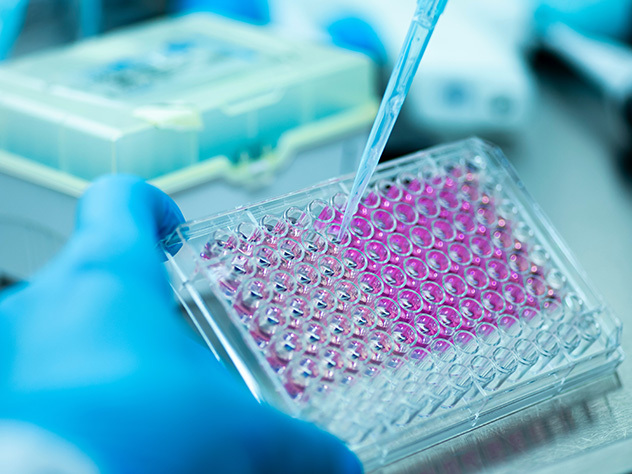 Cell culture at the medicine medical and cell culture laboratory.